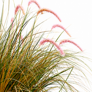 Καλλωπιστικό φυτό Foxtail Artificial Grass, 120cm, Καμπυλωτό γρασίδι και μπαχαρικά, πράσινο και ροζ, χωρίς γλάστρα