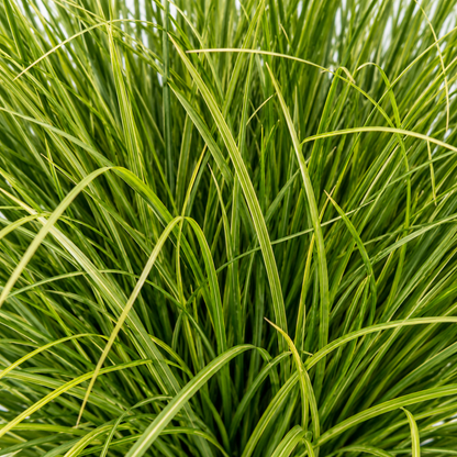 Tufă Artificială de Iarbă, 38 cm, Iarbă Tip Ceapă Curbată, Densitate Mare, Plastic, Verde